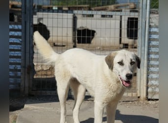 Maliya, geb. ca. 04/2025, lebt in GRIECHENLAND, im städt. Tierheim Serres