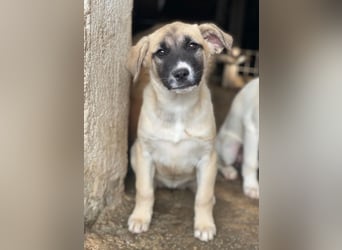 Mira, geb. ca. 12/2025, lebt in GRIECHENLAND, im städt. Tierheim Serres