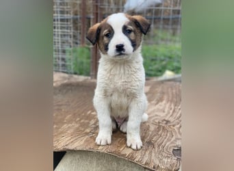 Calzone, geb. ca. 11/2025, lebt in GRIECHENLAND, auf einer privaten Pflegestelle