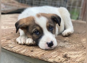 Tonno, geb. ca. 11/2025, lebt in GRIECHENLAND, auf einer privaten Pflegestelle