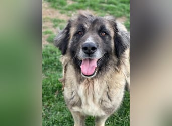 Harper, geb. ca. 12/2018, lebt in GRIECHENLAND, im städt. Tierheim Serres