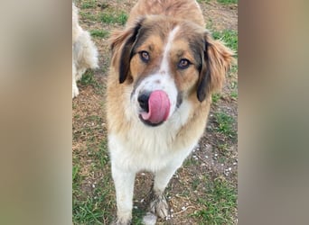 Barkley, geb. ca. 10/2024, lebt in GRIECHENLAND, auf einer privaten Pflegestelle