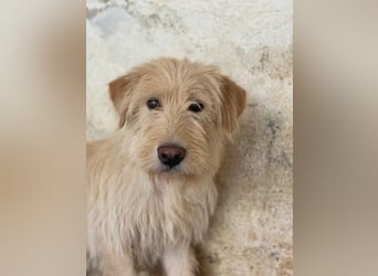 Susan, geb. ca. 04/2024, lebt in GRIECHENLAND, auf einer privaten Pflegestelle