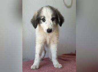 Paloma, geb. ca. 05/2026, lebt in GRIECHENLAND, im städt. Tierheim Serres