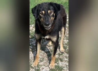 Lavinia, geb. ca. 06/2019, lebt in GRIECHENLAND, im städt. Tierheim Serres