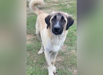 Twixx, geb. ca. 03/2025, lebt in GRIECHENLAND, im städt. Tierheim Serres