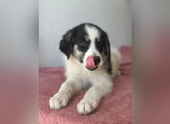 Colada, geb. ca. 05/2026, lebt in GRIECHENLAND, im städt. Tierheim Serres