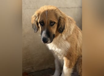 Blümchen, geb. ca. 08/2024, lebt in GRIECHENLAND, im städt. Tierheim Serres