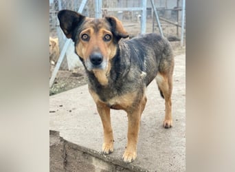 Violetta, geb. ca. 09/2018, lebt in GRIECHENLAND, im städt. Tierheim Serres