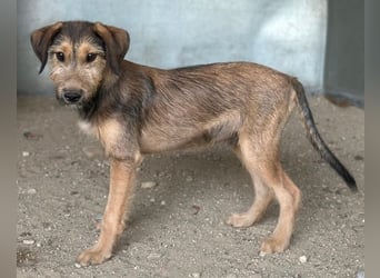 Woody, geb. ca. 02/2026, lebt in GRIECHENLAND, im städt. Tierheim Serres