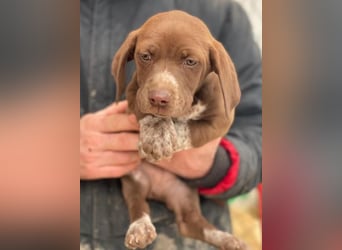 Castanea, geb. ca. 11/2025, lebt in GRIECHENLAND, auf einer privaten Pflegestelle