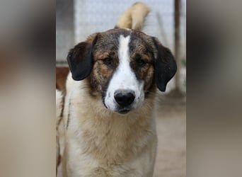 Pitt, geb. ca. 05/2021, lebt in GRIECHENLAND, im städt. Tierheim Serres