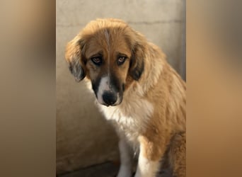 Blümchen, geb. ca. 08/2024, lebt in GRIECHENLAND, im städt. Tierheim Serres