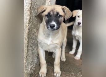 Mira, geb. ca. 12/2025, lebt in GRIECHENLAND, im städt. Tierheim Serres