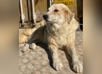 Gelja, geb. ca. 03/2022, lebt in GRIECHENLAND, im städt. Tierheim Serres