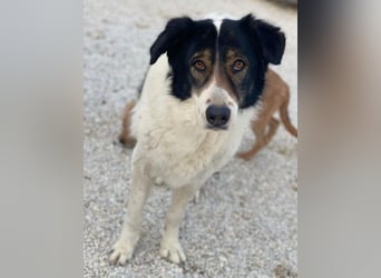 Xalia, geb. ca. 03/2018, lebt in GRIECHENLAND, im städt. Tierheim Serres