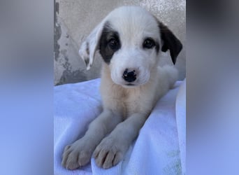 Alain, geb. ca. 06/2023, lebt in GRIECHENLAND, im städt. Tierheim Serres