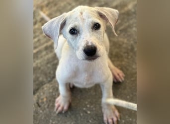Lily, geb. ca. 05/2026, lebt in GRIECHENLAND, im städt. Tierheim Serres