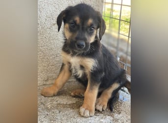 Kenai, geb. ca. 02/2026, lebt in GRIECHENLAND, im städt. Tierheim Serres