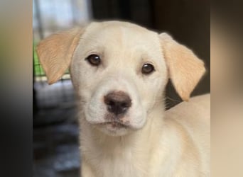 Liena, geb. ca. 12/2025, lebt in GRIECHENLAND, im städt. Tierheim Serres