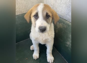 Alma, geb. ca. 02/2026, lebt in GRIECHENLAND, im städt. Tierheim Serres