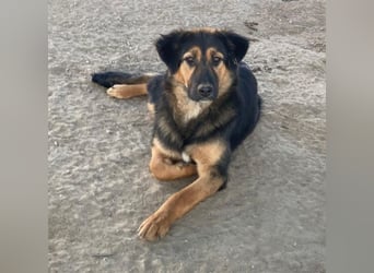 Glinda, geb. ca. 07/2025, lebt in GRIECHENLAND, im städt. Tierheim Serres