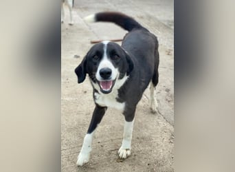 Arielle, geb. ca. 01/2023, lebt in GRIECHENLAND, im städt. Tierheim Serres