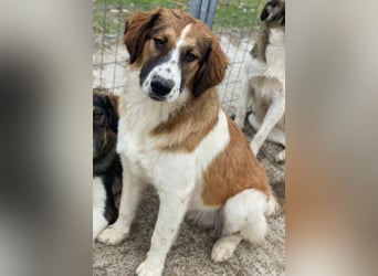 Barkley, geb. ca. 10/2024, lebt in GRIECHENLAND, auf einer privaten Pflegestelle