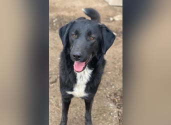 Panthera, geb. ca. 05/2023, lebt in GRIECHENLAND, auf einer privaten Pflegestelle