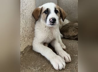 Amon, geb. ca. 02/2026, lebt in GRIECHENLAND, im städt. Tierheim Serres