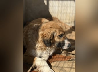 Blümchen, geb. ca. 08/2024, lebt in GRIECHENLAND, im städt. Tierheim Serres