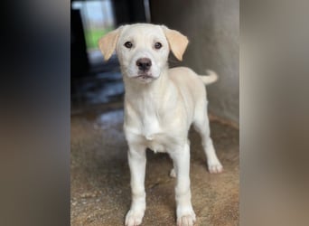 Liena, geb. ca. 12/2025, lebt in GRIECHENLAND, im städt. Tierheim Serres