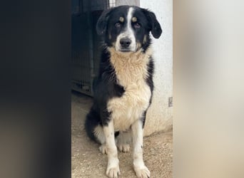 Cars, geb. ca. 12/2023, lebt in GRIECHENLAND, im städt. Tierheim Serres