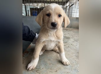 Blondie, geb. ca. 11/2025, lebt in GRIECHENLAND, auf einer privaten Pflegestelle