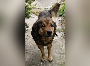 Frieder, geb. ca. 11/2019, lebt in GRIECHENLAND, im städt. Tierheim Serres