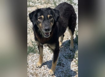Lavinia, geb. ca. 06/2019, lebt in GRIECHENLAND, im städt. Tierheim Serres