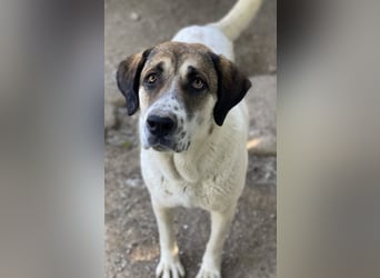 Elliot, geb. ca. 05/2022, lebt in GRIECHENLAND, im städt. Tierheim Serres