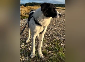 Hendrik, geb. ca. 07/2020, lebt bei einer Familie in 86660 Tapfheim, Vermittlungshilfe