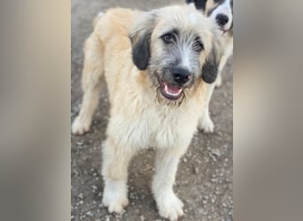 Taigo, geb. ca.09/2025, lebt in GRIECHENLAND, im städt. Tierheim Serres