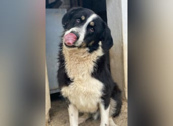 Cars, geb. ca. 12/2023, lebt in GRIECHENLAND, im städt. Tierheim Serres