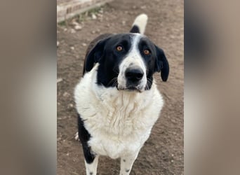 Franka, geb. ca. 06/2019, lebt in GRIECHENLAND, im städt. Tierheim Serres