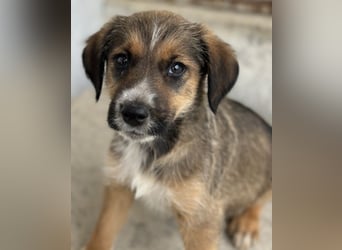 Naveen, geb. ca. 02/2026, lebt in GRIECHENLAND, im städt. Tierheim Serres