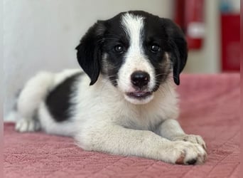 Pina, geb. ca. 05/2026, lebt in GRIECHENLAND, im städt. Tierheim Serres