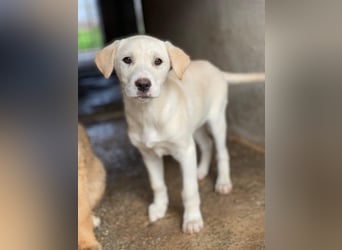 Liena, geb. ca. 12/2025, lebt in GRIECHENLAND, im städt. Tierheim Serres