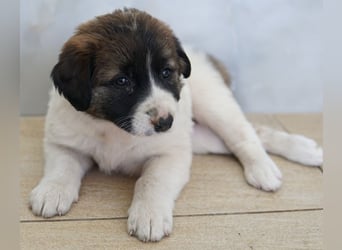 Calma, geb. ca. 01/2026, lebt in GRIECHENLAND, auf einer privaten Pflegestelle