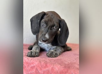 Kiki, geb. ca. 06/2026, lebt in GRIECHENLAND, im städt. Tierheim Serres