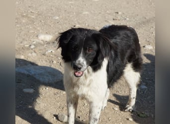 Herr Jasper, geb. ca. 05/2024, lebt in GRIECHENLAND, im städt. Tierheim Serres
