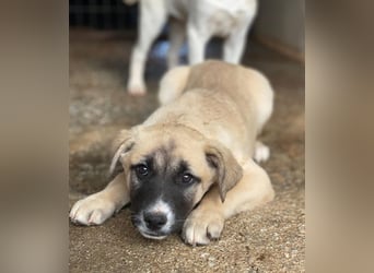 Mira, geb. ca. 12/2025, lebt in GRIECHENLAND, im städt. Tierheim Serres