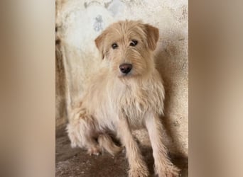 Susan, geb. ca. 04/2024, lebt in GRIECHENLAND, auf einer privaten Pflegestelle