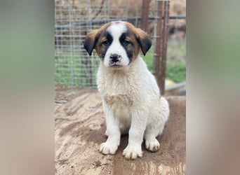 Diavolo, geb. ca. 11/2025, lebt in GRIECHENLAND, auf einer privaten Pflegestelle